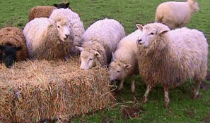 Microsoft employees inspecting it's grazing users at the local farm. I must get Windows Vista, yes, me to Bob, and me ! Baaah !